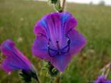 foto de flor de planta silvestre boraginaceae Echium Plantagineum L. , Viborera morada (E.), Purple Viper's Bugloss (I.), Blauer Natternkopf (A.), Viperine (F.), Echio (It.), Soagem (P.), con tama�o de 1024X768